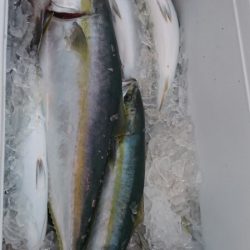 海龍丸(福岡) 釣果