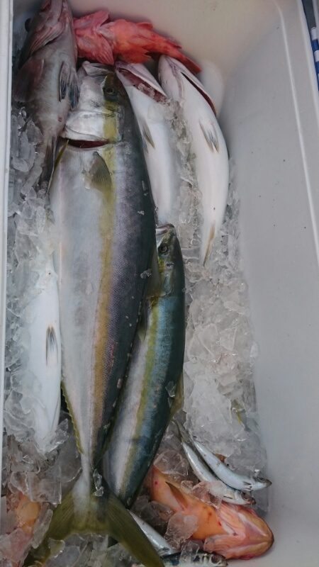 海龍丸(福岡) 釣果