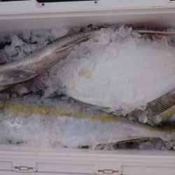 海龍丸(福岡) 釣果
