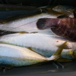 海龍丸(福岡) 釣果