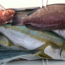 海龍丸(福岡) 釣果