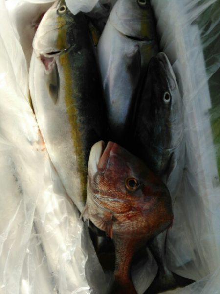 横内丸 釣果