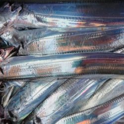 オーフリー 釣果