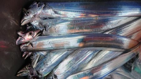 オーフリー 釣果