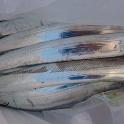 オーフリー 釣果