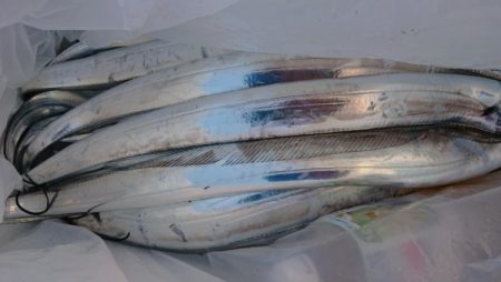 オーフリー 釣果