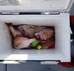 内浜丸 釣果