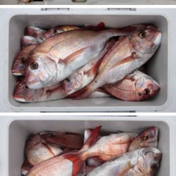 来温丸(らいおんまる) 釣果