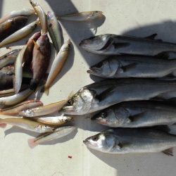 ルアー船マヒマヒ 釣果