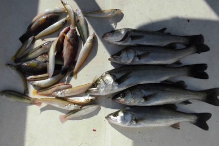 ルアー船マヒマヒ 釣果