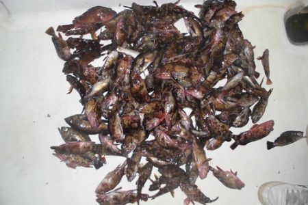 ルアー船マヒマヒ 釣果