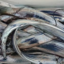 オーフリー 釣果