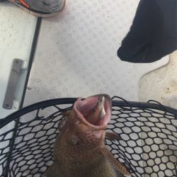 マタウマリンサービス 釣果