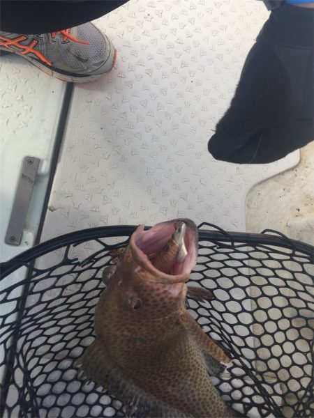 マタウマリンサービス 釣果