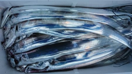 オーフリー 釣果