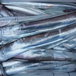 オーフリー 釣果