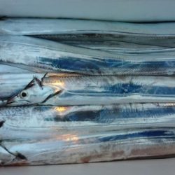 オーフリー 釣果