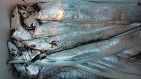 オーフリー 釣果