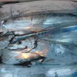 オーフリー 釣果