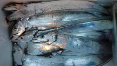 オーフリー 釣果