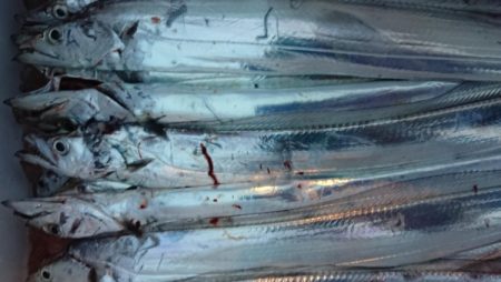 オーフリー 釣果