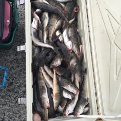 第八平成丸 釣果