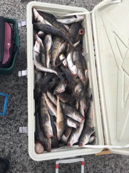 第八平成丸 釣果