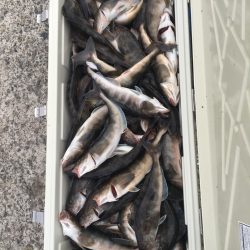 第八平成丸 釣果