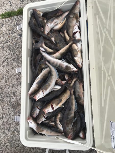 第八平成丸 釣果