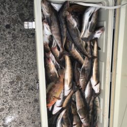 第八平成丸 釣果