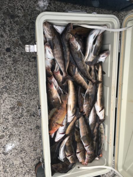 第八平成丸 釣果