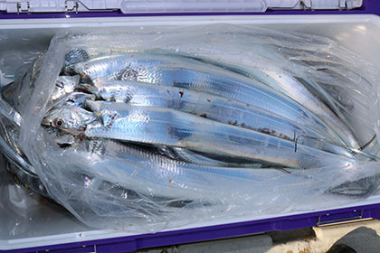 松本釣船２ 釣果