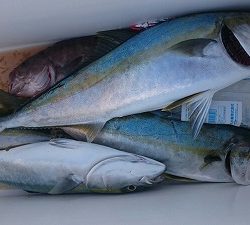 海龍丸(福岡) 釣果