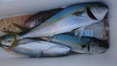 海龍丸(福岡) 釣果