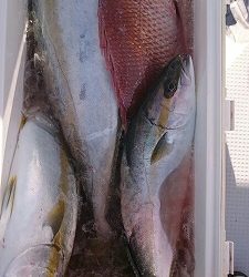 海龍丸(福岡) 釣果
