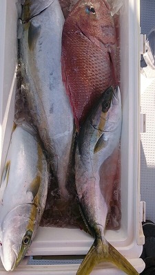 海龍丸(福岡) 釣果