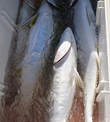 海龍丸(福岡) 釣果