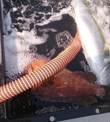 海龍丸(福岡) 釣果