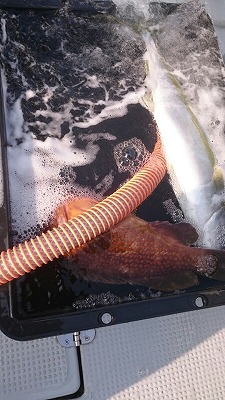 海龍丸(福岡) 釣果