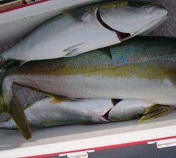 海龍丸(福岡) 釣果