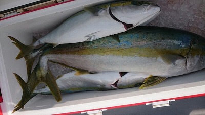 海龍丸(福岡) 釣果