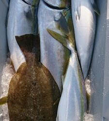 海龍丸(福岡) 釣果