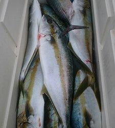 海龍丸(福岡) 釣果