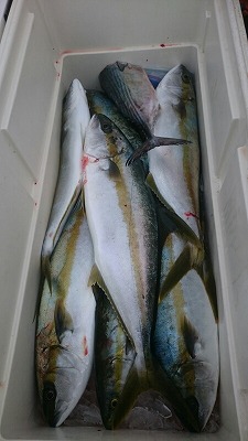 海龍丸(福岡) 釣果