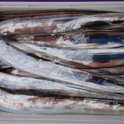 オーフリー 釣果