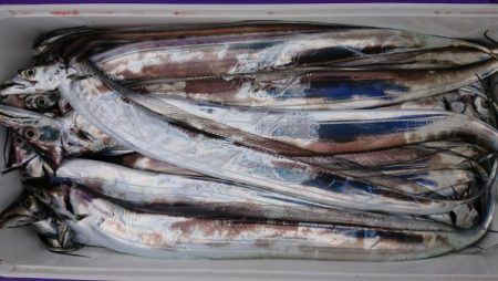 オーフリー 釣果