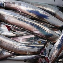 オーフリー 釣果