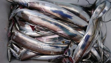 オーフリー 釣果