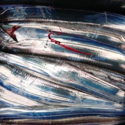 オーフリー 釣果