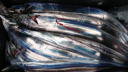 オーフリー 釣果